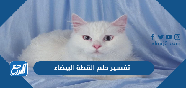 تفسير حلم القطة البيضاء