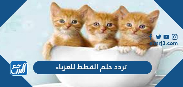 تفسير حلم القطط للعزباء