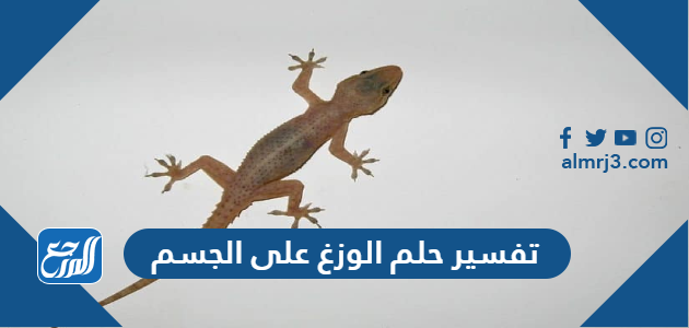تفسير حلم الوزغ على الجسم