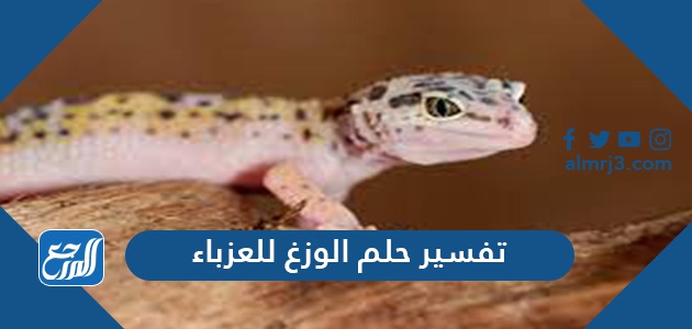 تفسير حلم الوزغ للعزباء