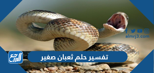 تفسير حلم ثعبان صغير في المنام للعزباء والمتزوجة والحامل
