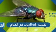تفسير رؤية الذباب في المنام لابن سيرين والنابلسي وابن شاهين