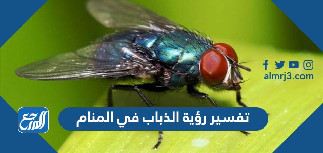 تفسير رؤية الذباب في المنام