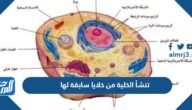 تنشأ الخلية من خلايا سابقة لها