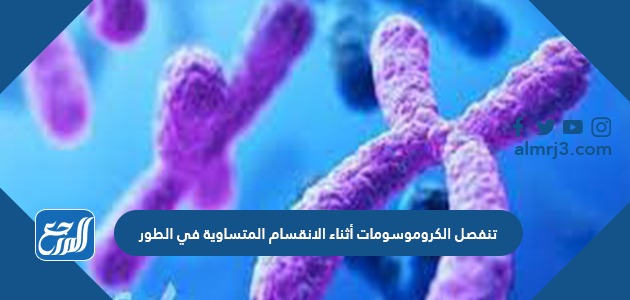 تنفصل الكروموسومات أثناء الانقسام المتساوية في الطور