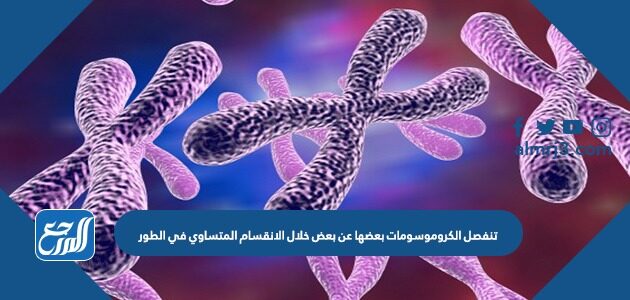 تنفصل الكروموسومات بعضها عن بعض خلال الانقسام المتساوي في الطور