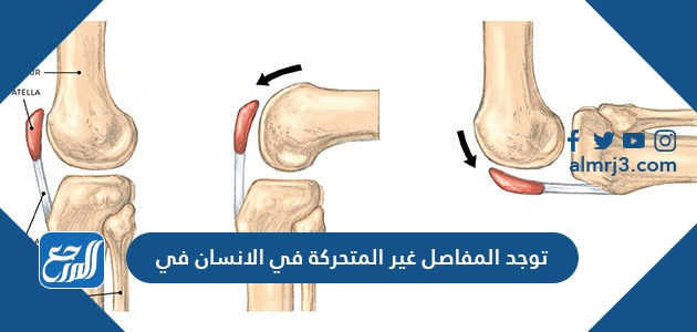 توجد المفاصل غير المتحركة في الانسان في