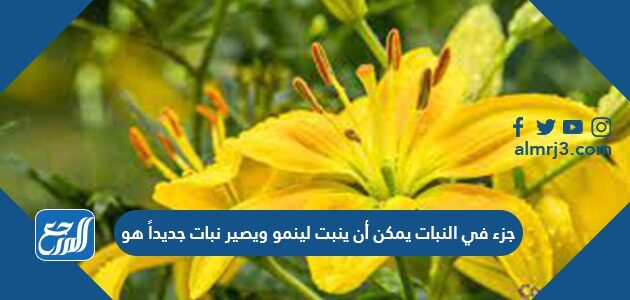 جزء في النبات يمكن أن ينبت لينمو ويصير نبات جديداً هو