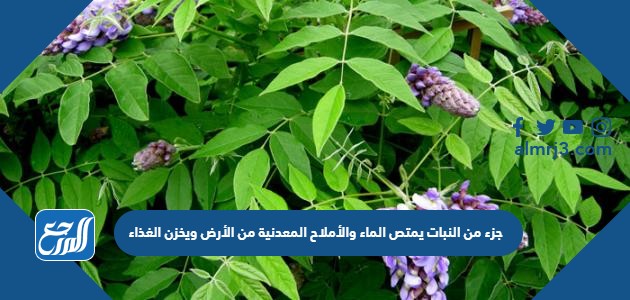 جزء من النبات يمتص الماء والأملاح المعدنية من الأرض ويخزن الغذاء