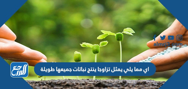 اي مما يلي يمثل تزاوجا ينتج نباتات جميعها طويلة