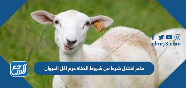 حكم اختلال شرط من شروط الذكاة حرم اكل الحيوان