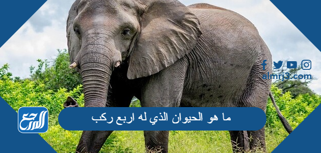 حل لغز ما هو الحيوان الذي له اربع ركب