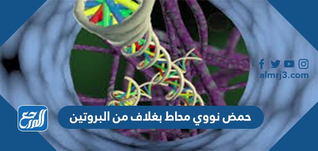 حمض نووي محاط بغلاف من البروتين