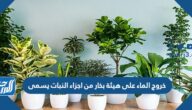 خروج الماء على هيئة بخار من اجزاء النبات يسمى