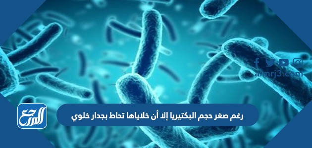 رغم صغر حجم البكتيريا إلا أن خلاياها تحاط بجدار خلوي