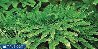 سراخس مايدنهير