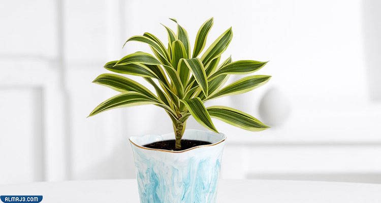 شجرة التنين Dracaena