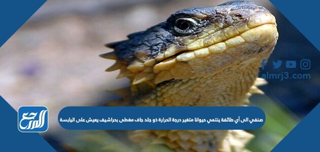 صنفي الى أي طائفة ينتمي حيوانا متغير درجة الحرارة ذو جلد جاف مغطى بحراشيف يعيش على اليابسة