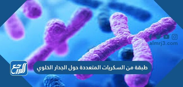 طبقة من السكريات المتعددة حول الجدار الخلوي