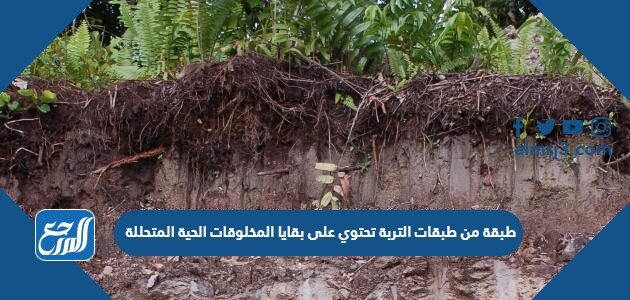 طبقة من طبقات التربة تحتوي على بقايا المخلوقات الحية المتحللة
