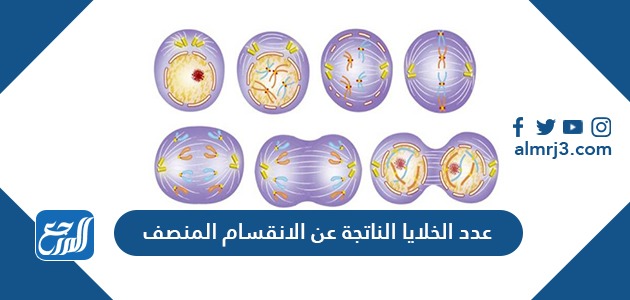 عدد الخلايا الناتجة عن الانقسام المنصف