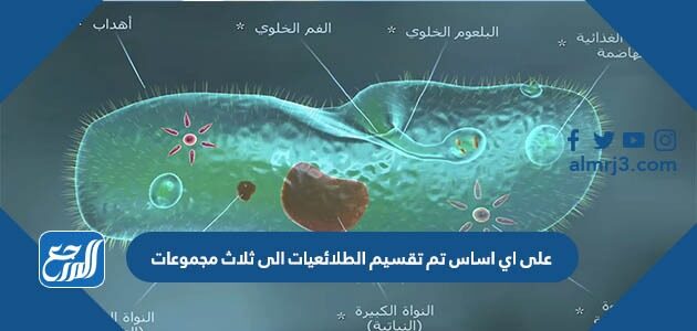 على اي اساس تم تقسيم الطلائعيات الى ثلاث مجموعات