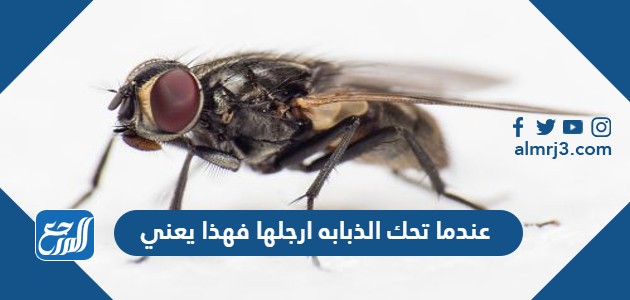 عندما تحك الذبابه ارجلها فهذا يعني