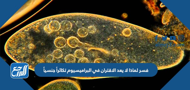 فسر لماذا لا يعد الاقتران في البراميسيوم تكاثراً جنسياً