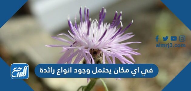 أنواع مكان في وجود أي رائدة يحتمل في اي