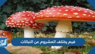 فيم يختلف المشروم عن النباتات