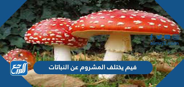 فيم يختلف المشروم عن النباتات