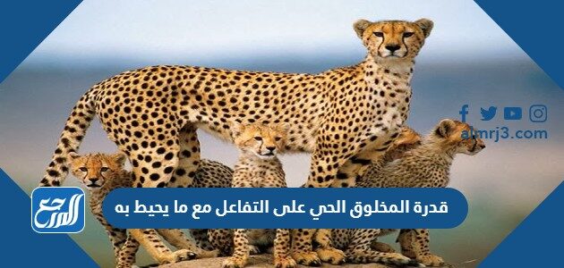 قدرة المخلوق الحي على التفاعل مع ما يحيط به