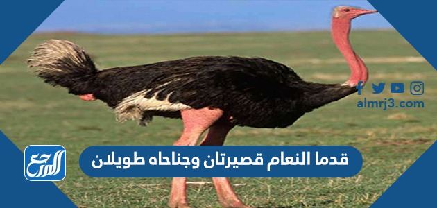 قدما النعام قصيرتان وجناحاه طويلان