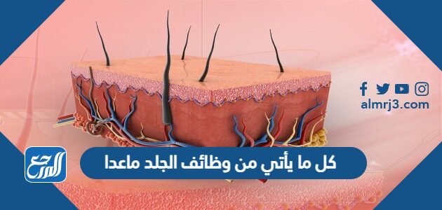 كل ما يأتي من وظائف الجلد ماعدا