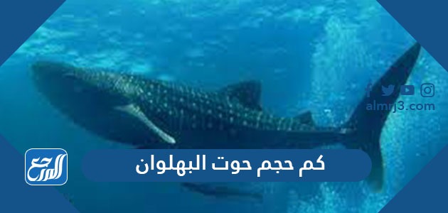 كم حجم حوت البهلوان