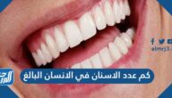 كم عدد الاسنان في الانسان البالغ