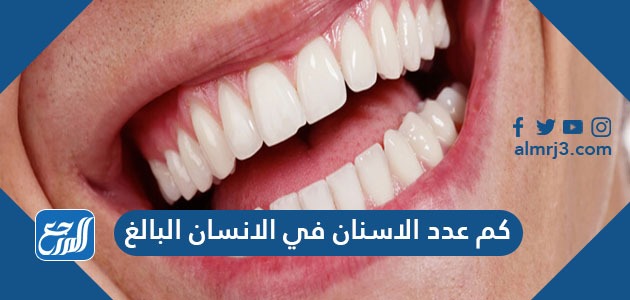كم عدد الاسنان في الانسان البالغ
