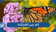 كم عين للفراشة
