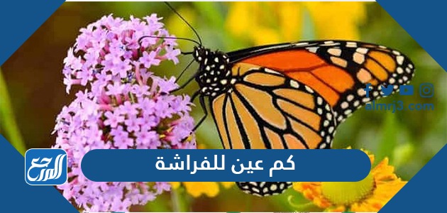 كم عين للفراشة