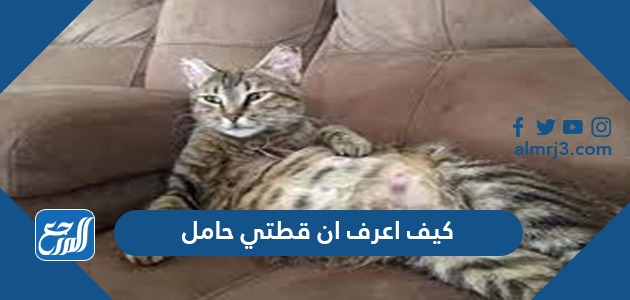 كيف اعرف ان قطتي حامل