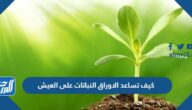 كيف تساعد الاوراق النباتات على العيش