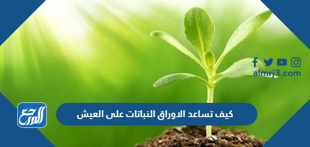كيف تساعد الاوراق النباتات على العيش