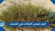 كيف تعيش النباتات في الصحراء