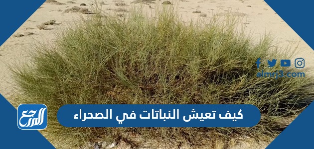 كيف تعيش النباتات في الصحراء