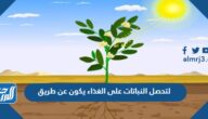 لتحصل النباتات على الغذاء يكون عن طريق