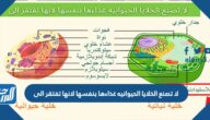لا تصنع الخلايا الحيوانيه غذاءها بنفسها لانها تفتقر الى