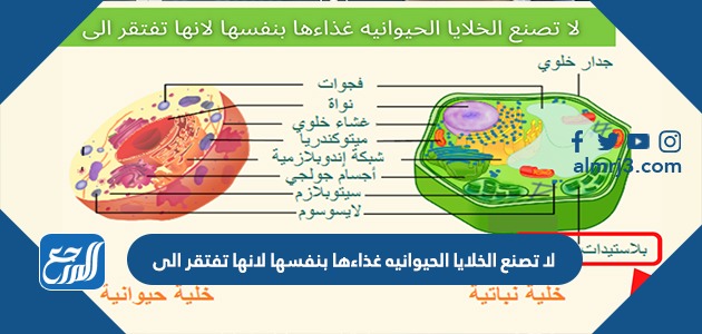 لا تصنع الخلايا الحيوانيه غذاءها بنفسها لانها تفتقر الى