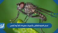 لسان الذبابة مُغَطًّى بشُعيرات صغيرة لا تُعَدُّ ولا تُحْصَى