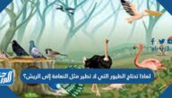 لماذا تحتاج الطيور التي لا تطير مثل النعامة إلى الريش؟