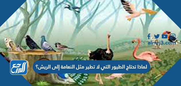 لماذا تحتاج الطيور التي لا تطير مثل النعامة إلى الريش؟